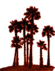 Palm Solo